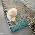 南平延平狗狗繁育场繁育狗狗，宠物基地购犬新手养狗轻松避坑不踩