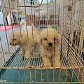 南平延平购宠避雷核心技巧 线下实地看犬拒绝异地线上直邮狗